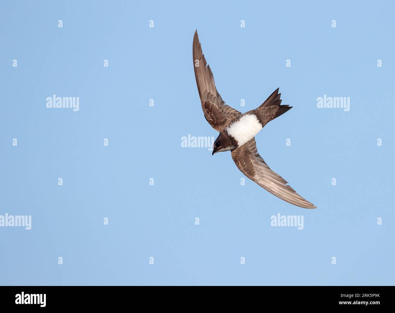 Alpine Swift (Apus melba) in flight in Spain. Stock Photo