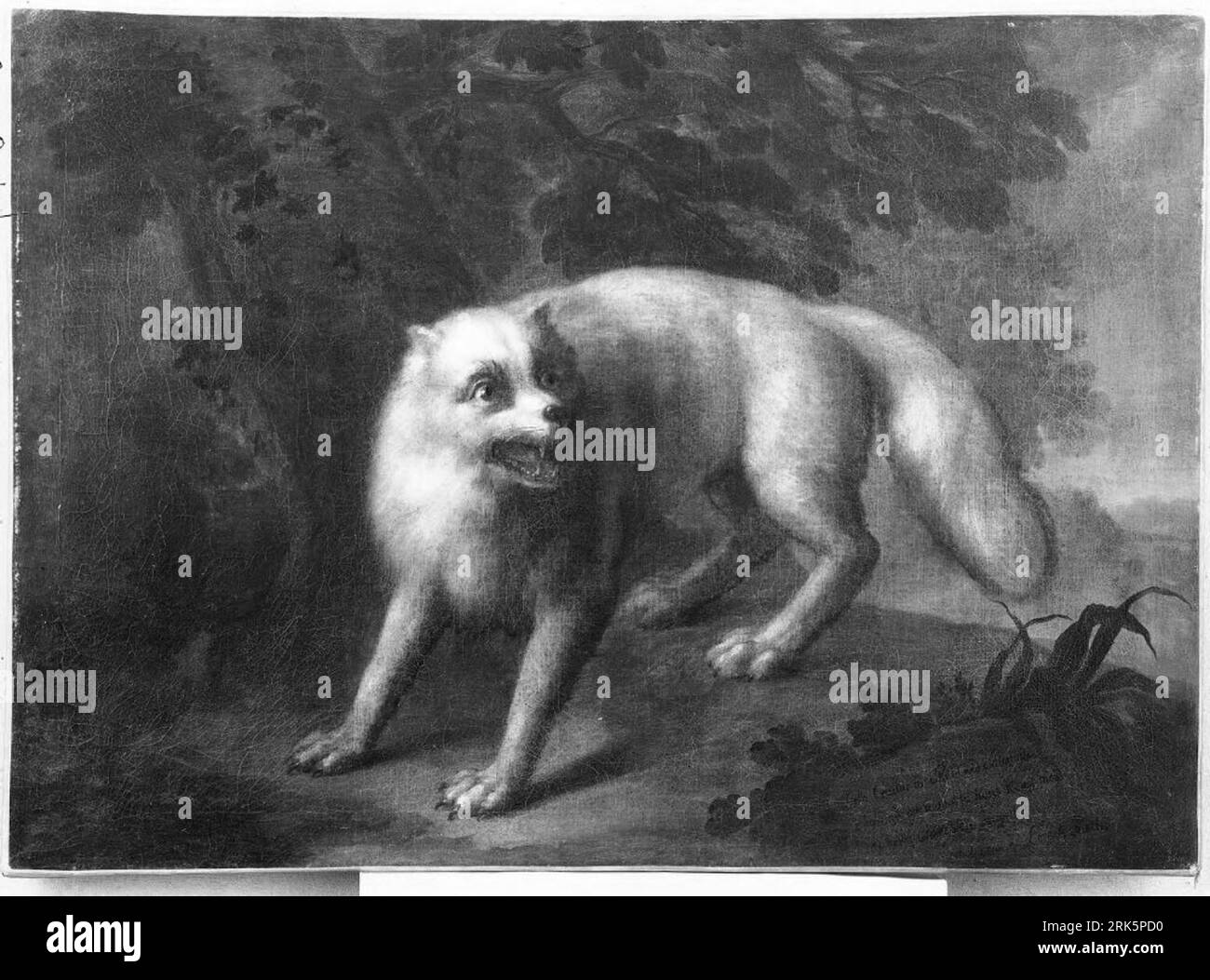 Vit räv by Lorens Pasch the Elder Stock Photo - Alamy