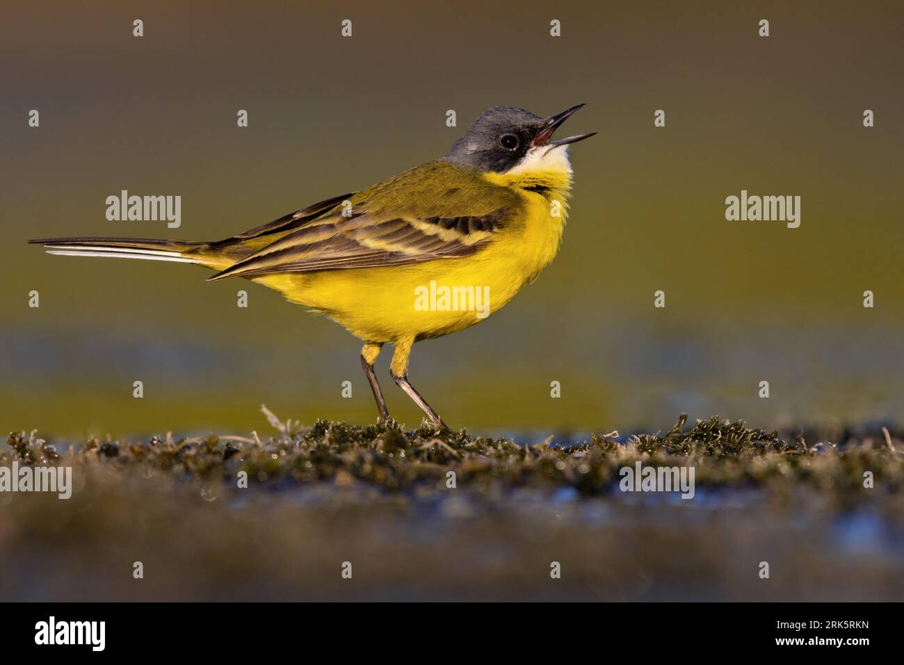 Adult male Ashy-headed Wagtail, Motacilla flava cinereocapilla, in Italy. Singing on the ground. Stock Photo