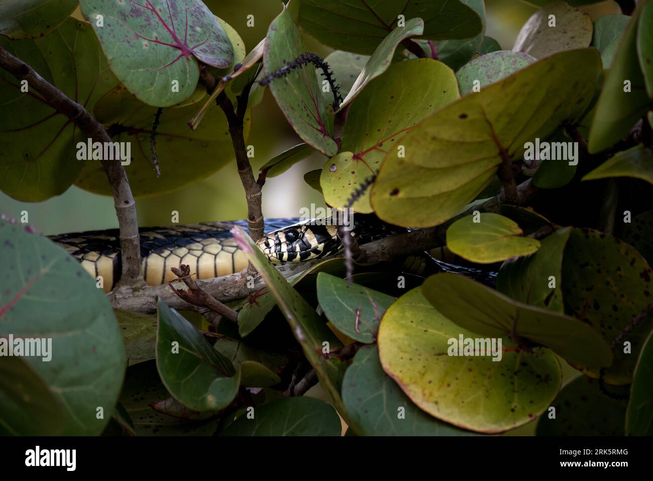 A closeup image of a snake coiled around the trunk of a leafy tree ...