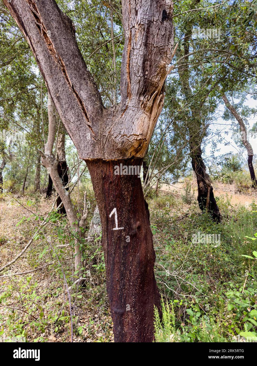 Cork Trees with numbers the number is the year that the outer layer