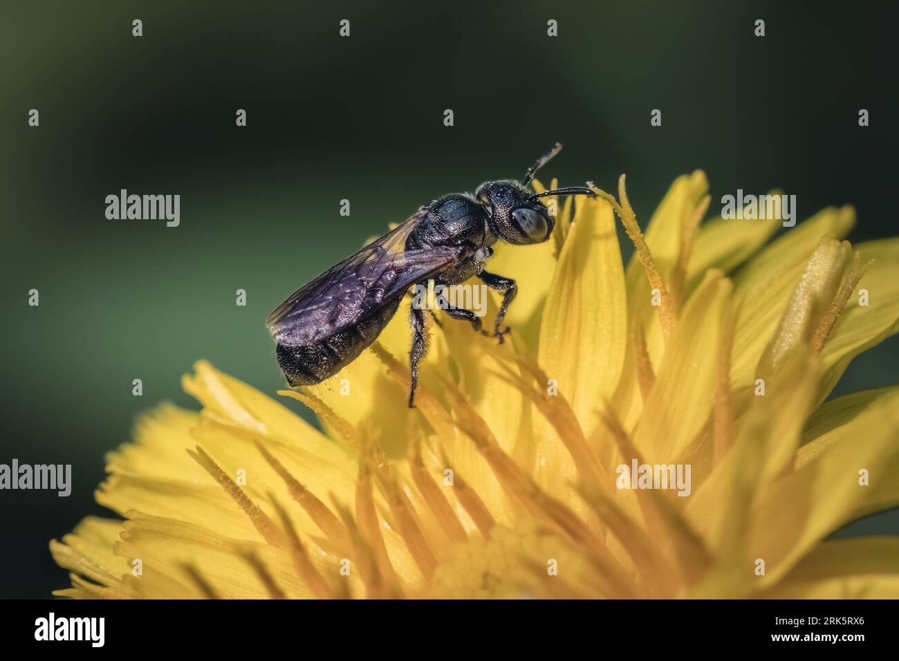 Macro of a Tiny Small Carpenter Bee (Genus Ceratina) pollinating and foraging on a yellow dandelion wildflower, Long Island, New York, USA. Stock Photo