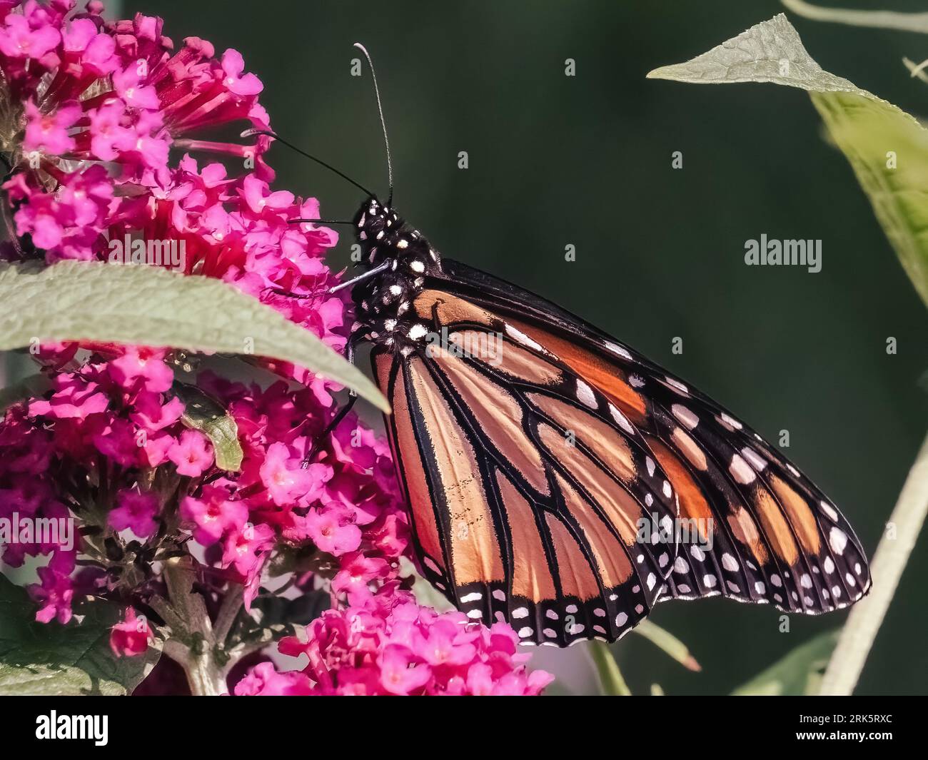 A beautiful endangered Monarch Butterfly (Danaus plexippus) feeding on