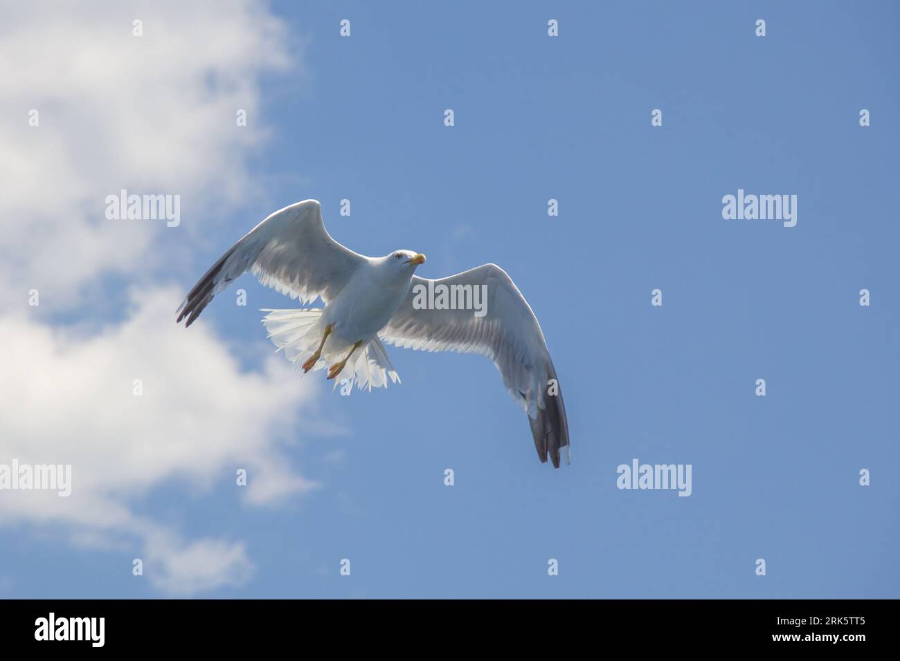 A white seagull in flight against a striking blue sky backdrop Stock ...