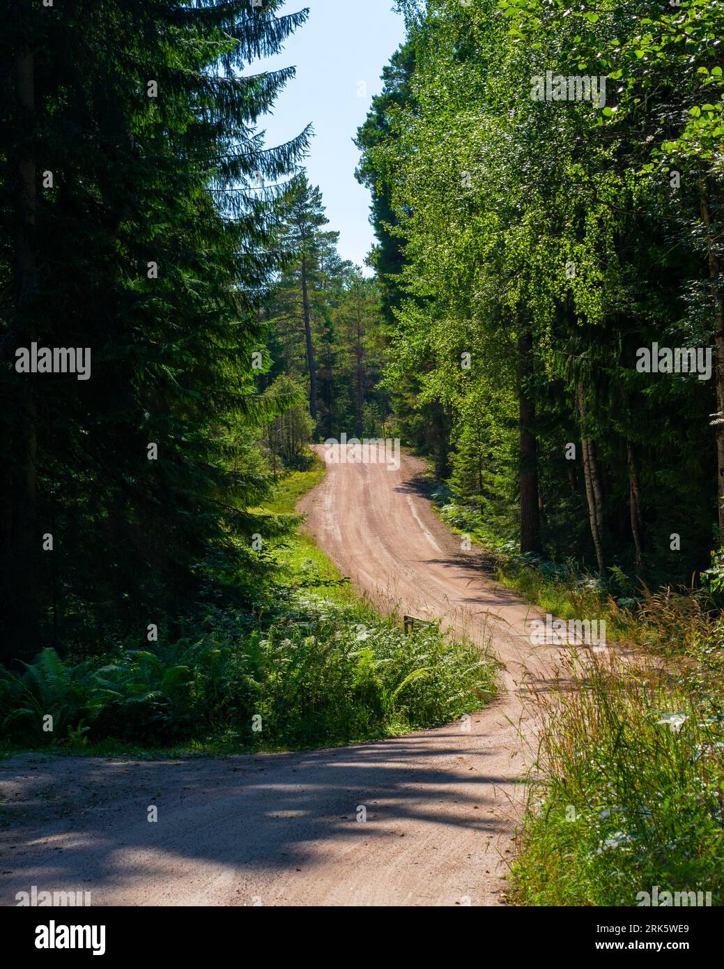 A scenic view of a dirt road winding through a lush pine forest, lined ...
