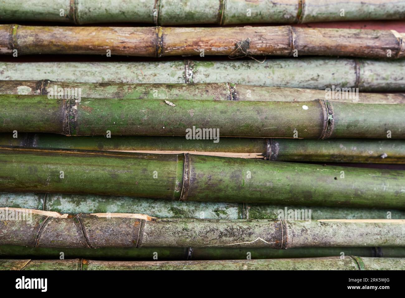 close-up of green bamboo pile horizontal Stock Photo