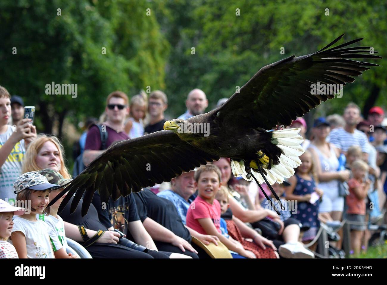 Bald eagle at zoo hi-res stock photography and images - Page 12 - Alamy