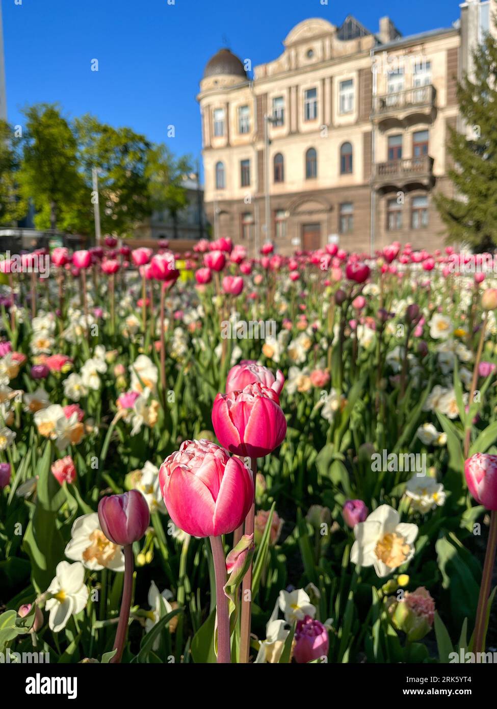 A shot of the city center of Kaunas, Lithuania, featuring a vibrant display of colorful tulips Stock Photo