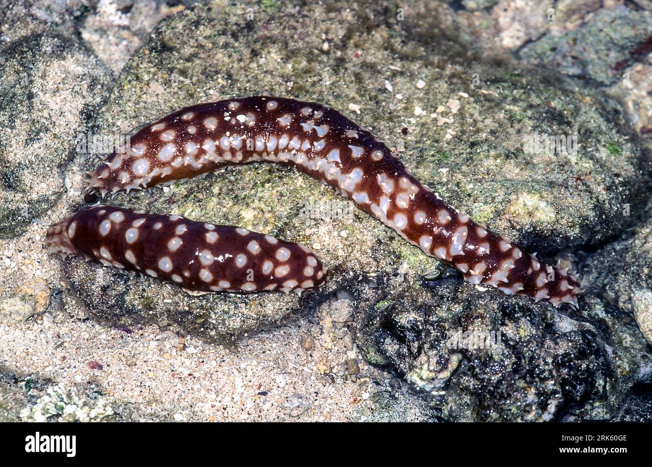 Impateient sea cucumber, Holothuria (Thymiosycia) impatiens) from Rarotonga, Cook Island, southern Pacific. Stock Photo