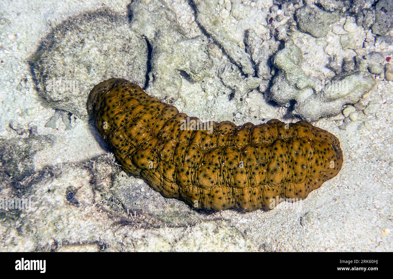 Curryfish sea cucumber (Stichopus herrmanni) from Heron Island, southern Great Barrier Reef, Australia. Stock Photo