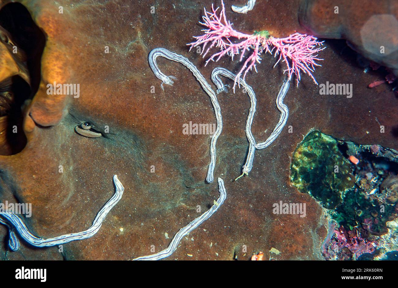Sea cucumbers from the genus Synaptula.  Photo from Bunaken NP, North Sulawesi, Indonesia. Stock Photo