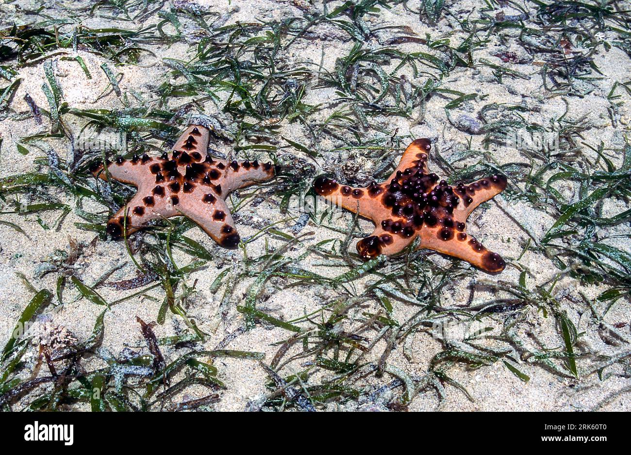 Horned sea stars (Protoreaster nodosus) from the sand flat of Bunaken NP, North Sulawesi, Indonesia. Stock Photo