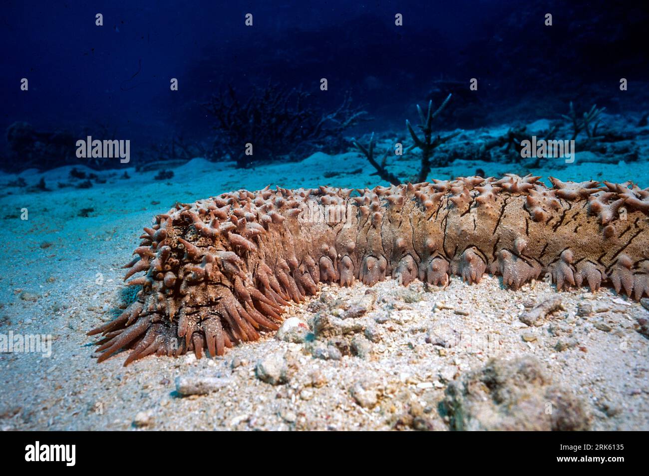 The endangered pinapple sea cucumber (Telenota ananas) from Agincourt reef, Great Barrier Reef, Australia. Stock Photo