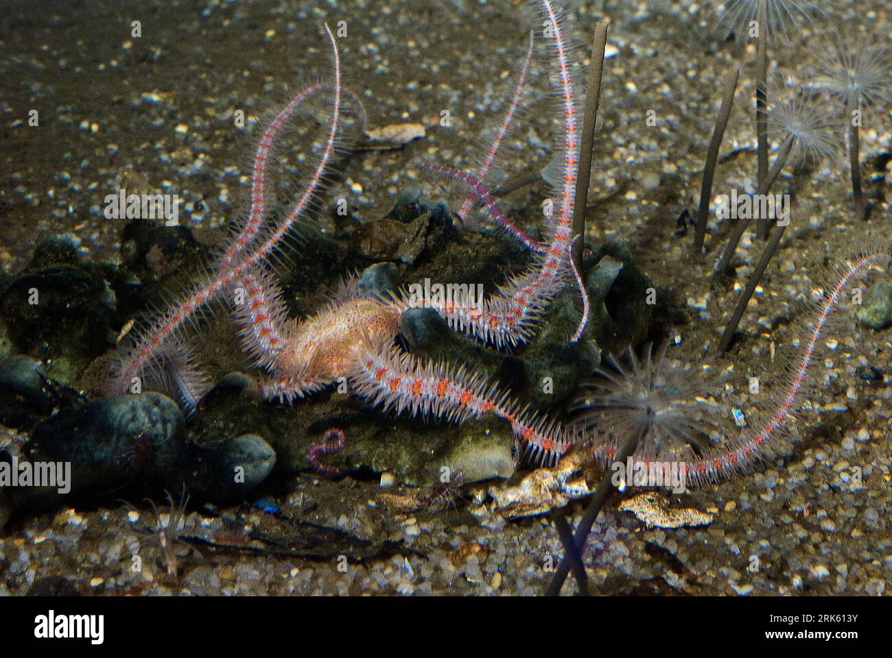 Common brittle star (Ophiothrix fragilis). Stock Photo