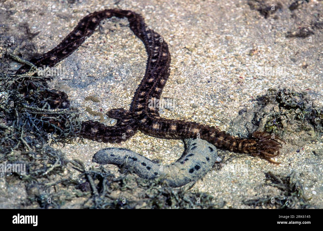Snake sea cucumber (Synapta maculata) from a sandy reef flat in Fiji. Also seen is the black sea cucumber (Holothuria atra). Stock Photo