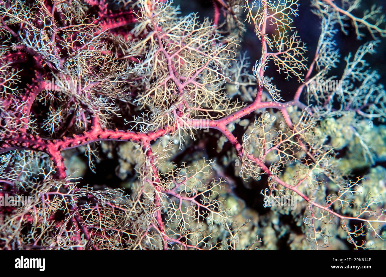 Close-up photo of a basket star (Astroboa sp.?) from Bunaken NP, North Sulawesi, Indonesia. Stock Photo