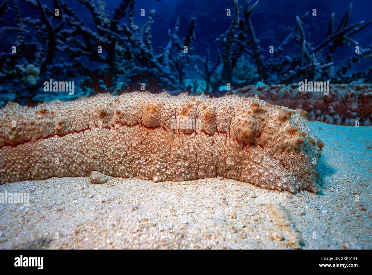 Amber fish (Thelenota anax), a sea cucumber photographed at Agincourt Reef, the Great Barrier Reef, Australia. Stock Photo