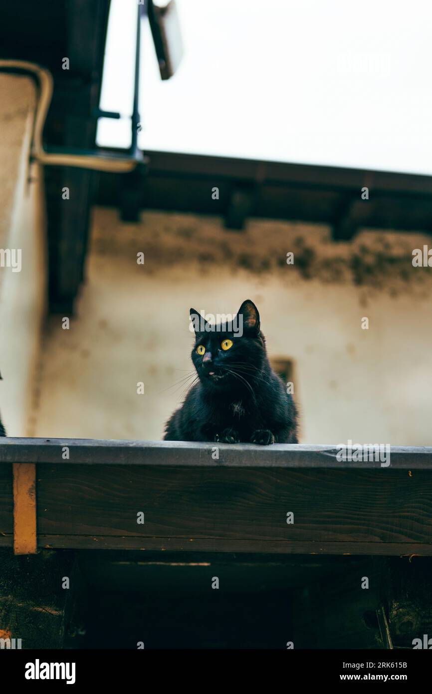 A cute black cat resting on the rooftop looking around Stock Photo - Alamy