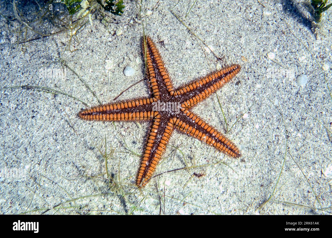 Royal starfish (Astropecten articulatus) from Puerto Rico, Caribbean. Stock Photo