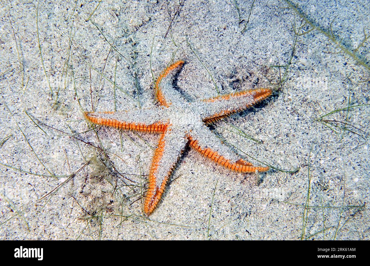 Royal starfish (Astropecten articulatus) typical covered with sand. Photo from Puerto Rico, Caribbean. Stock Photo