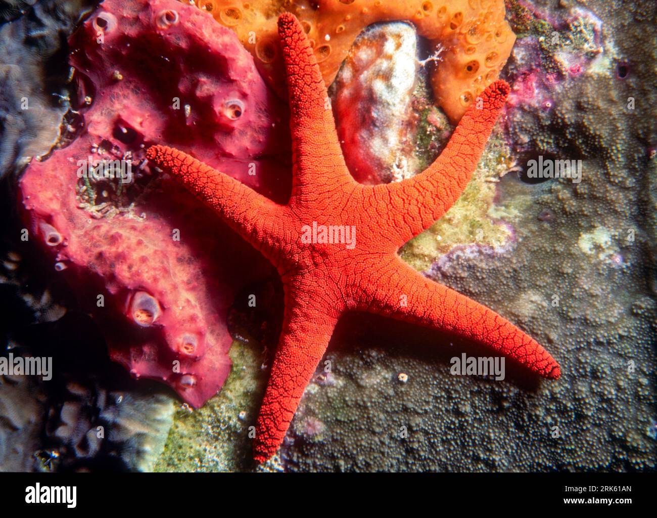 Little red star (Fromia elegans) from Ribbon Reef, the Great Barrier Reef,  Australia Stock Photo - Alamy