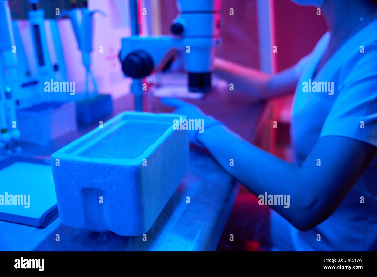 Lab worker performs an ICSI procedure under a powerful microscope Stock