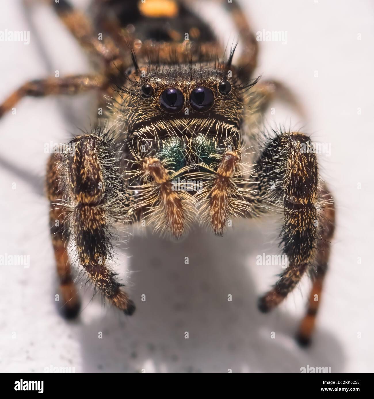 Close up of a Bold Jumping Spider (Phidippus audax) with spiky hair and metallic green fangs. Long Island, New York Stock Photo