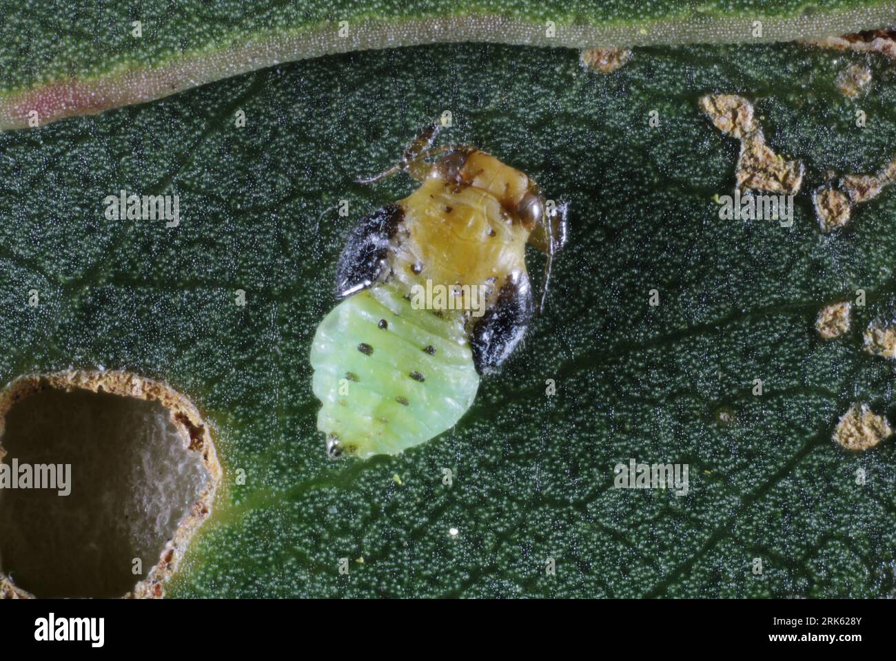 Instar nymph of psyllid  in leaf nest, South Australia Stock Photo