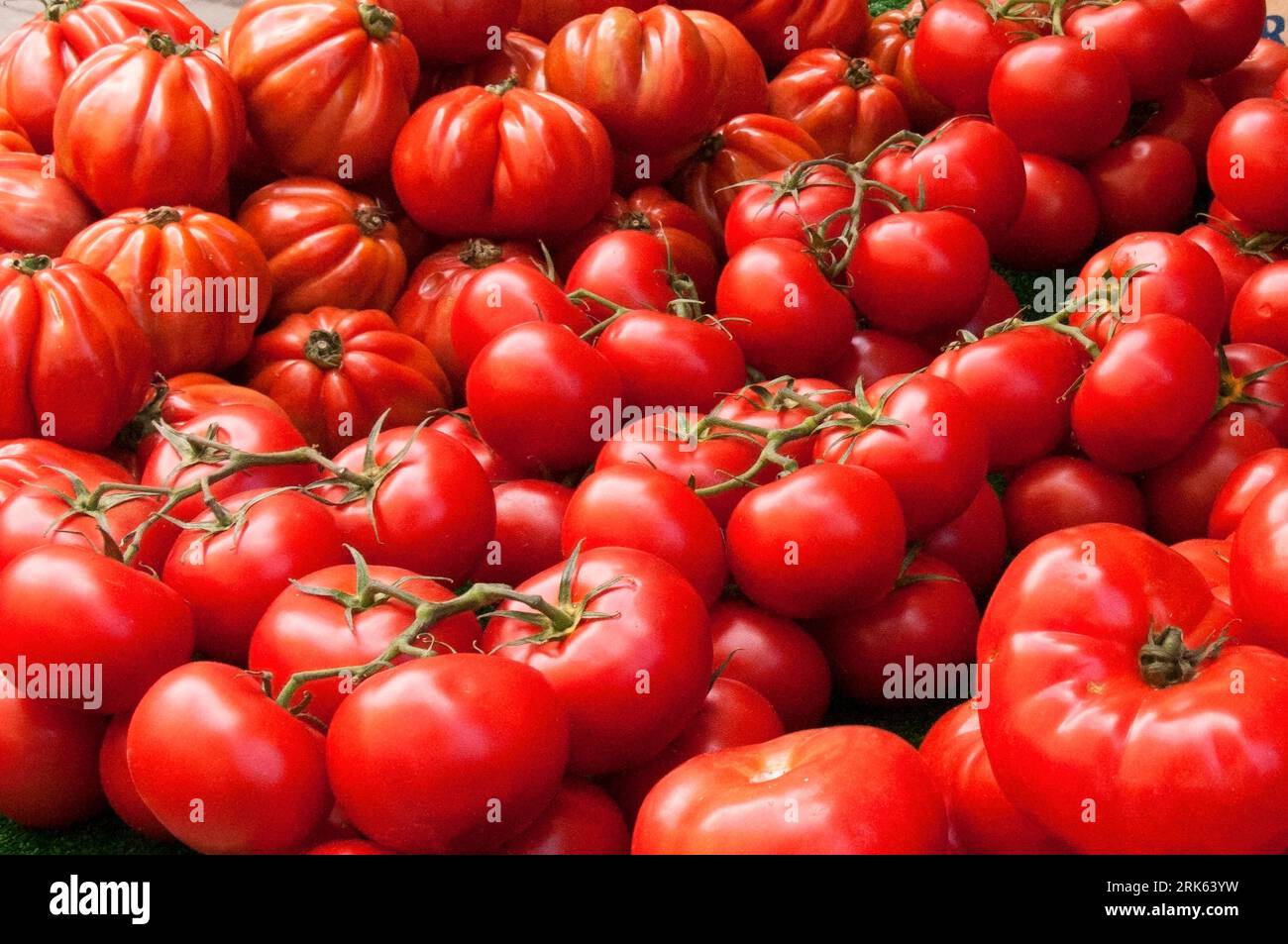 Beefsteak /Coeur de Boeuf and normal tomatoes displayed for sale on a ...