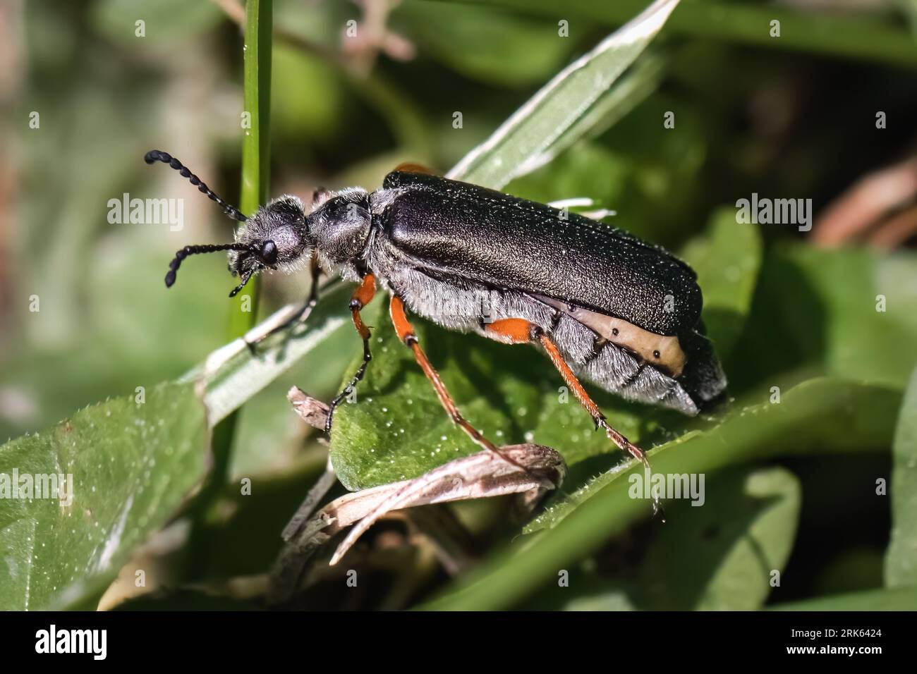 Side view of a gray Lytta Blister Beetle, with a furry and hairy abdomen, crawling up blades of green grass. Long Island, New York, USA Stock Photo