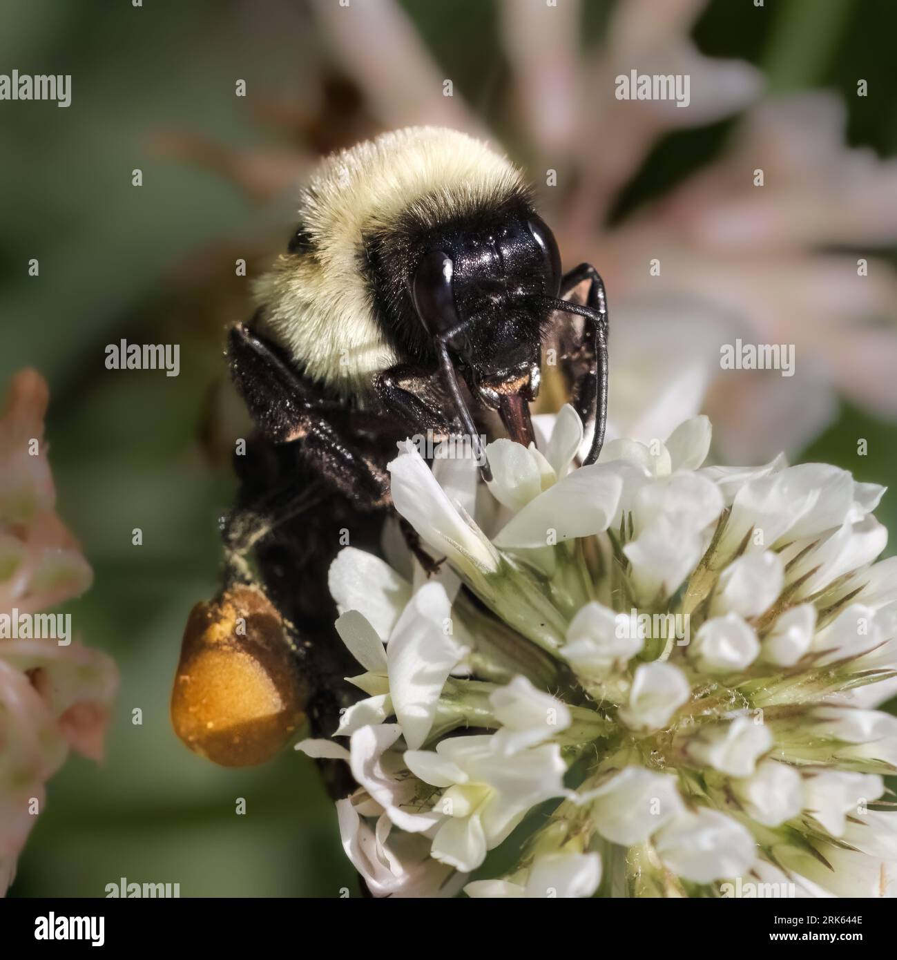 A female Common Eastern Bumble Bee (Bombus impatiens) pollinating a white clover flower. Long Island, New York, USA Stock Photo