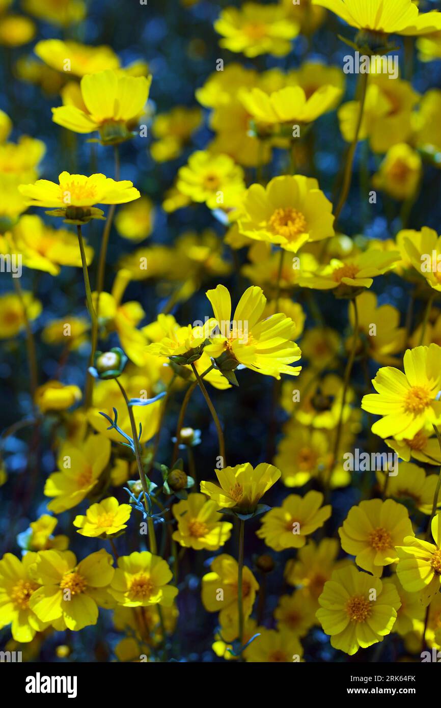 Whimsical bloom hi-res stock photography and images - Alamy