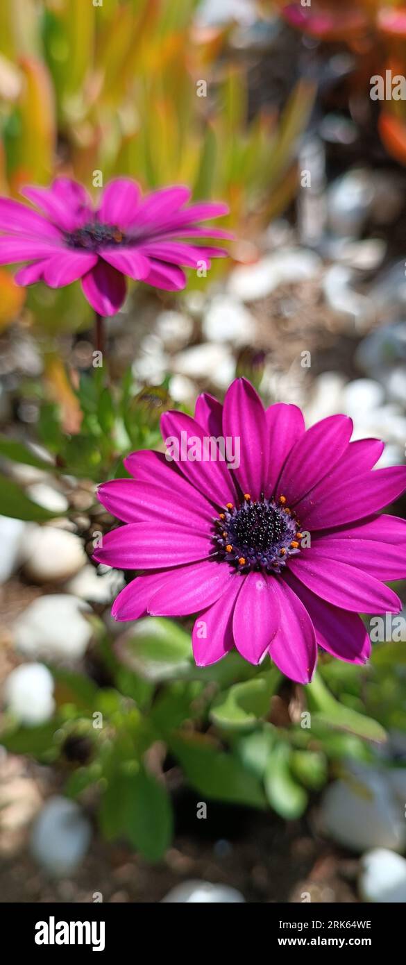 A vibrant, close-up shot of a selection of vibrant flowers growing in a garden of stones Stock Photo