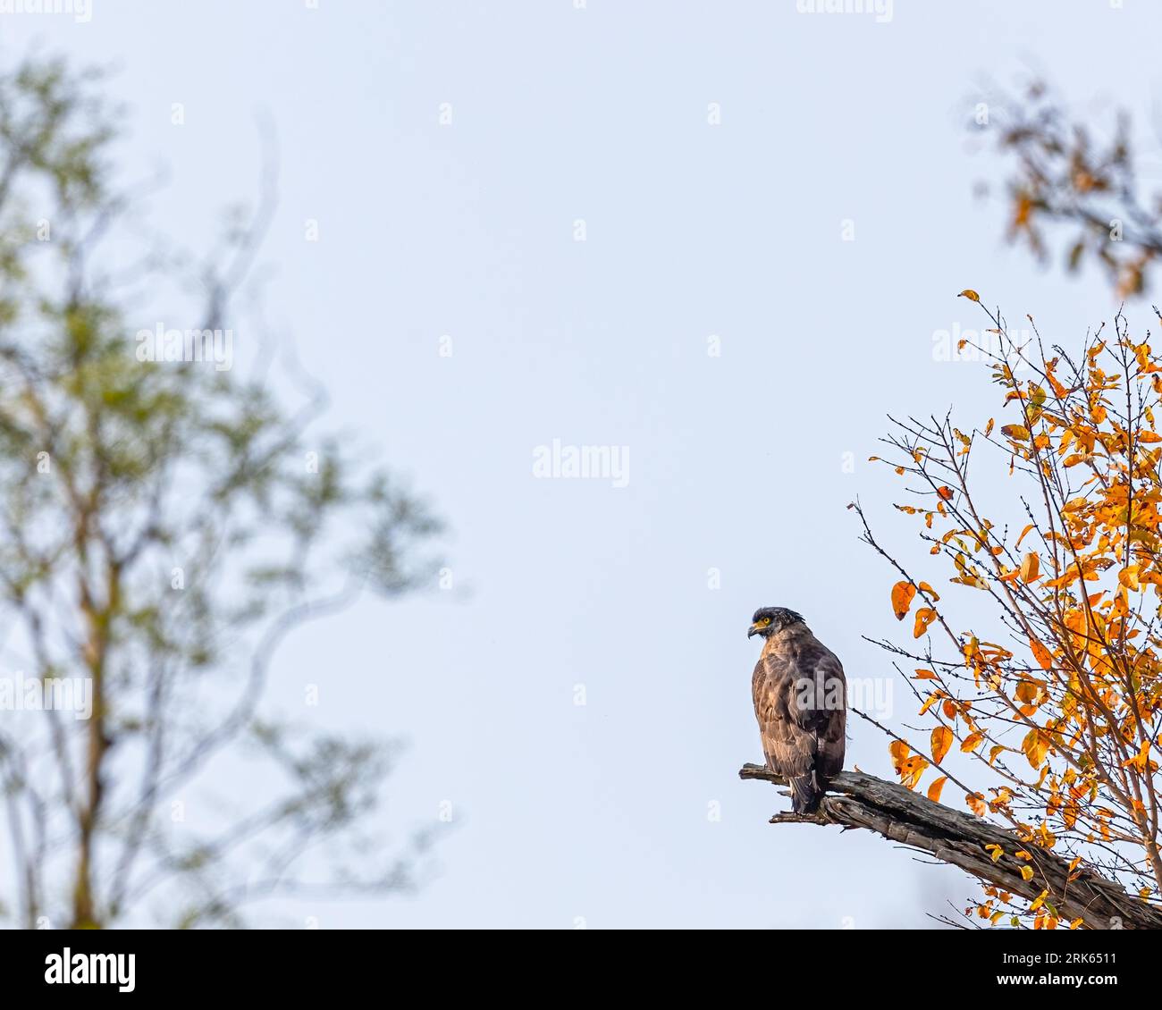 Perched atop a vibrant yellow-leaved tree branch, a hawk surveys its surroundings Stock Photo