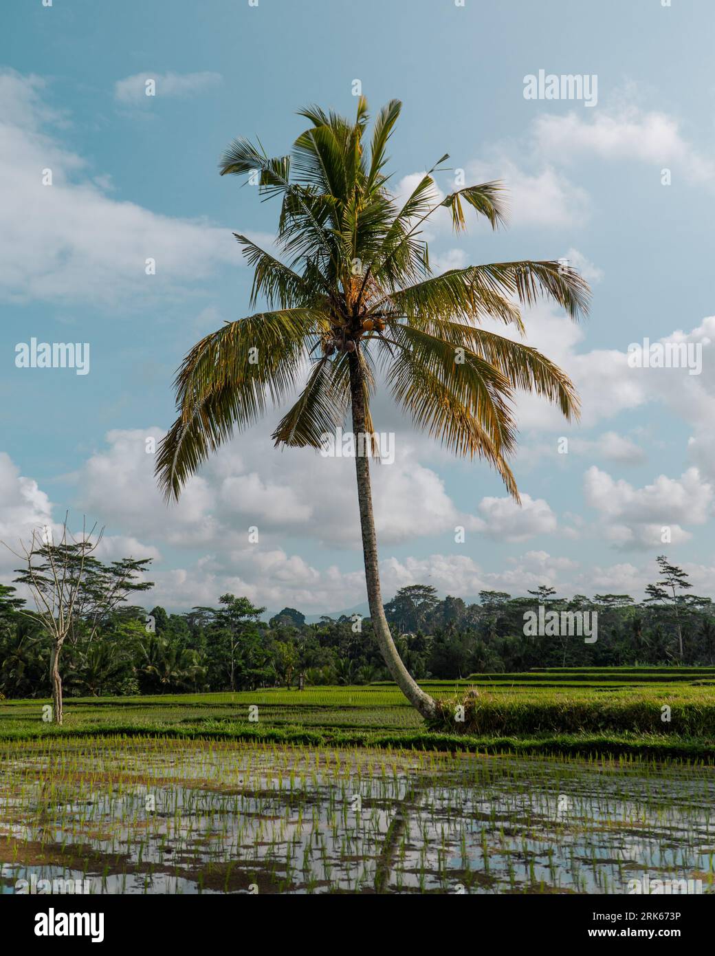 A mature palm tree is standing in a body of water in front of a verdant ...