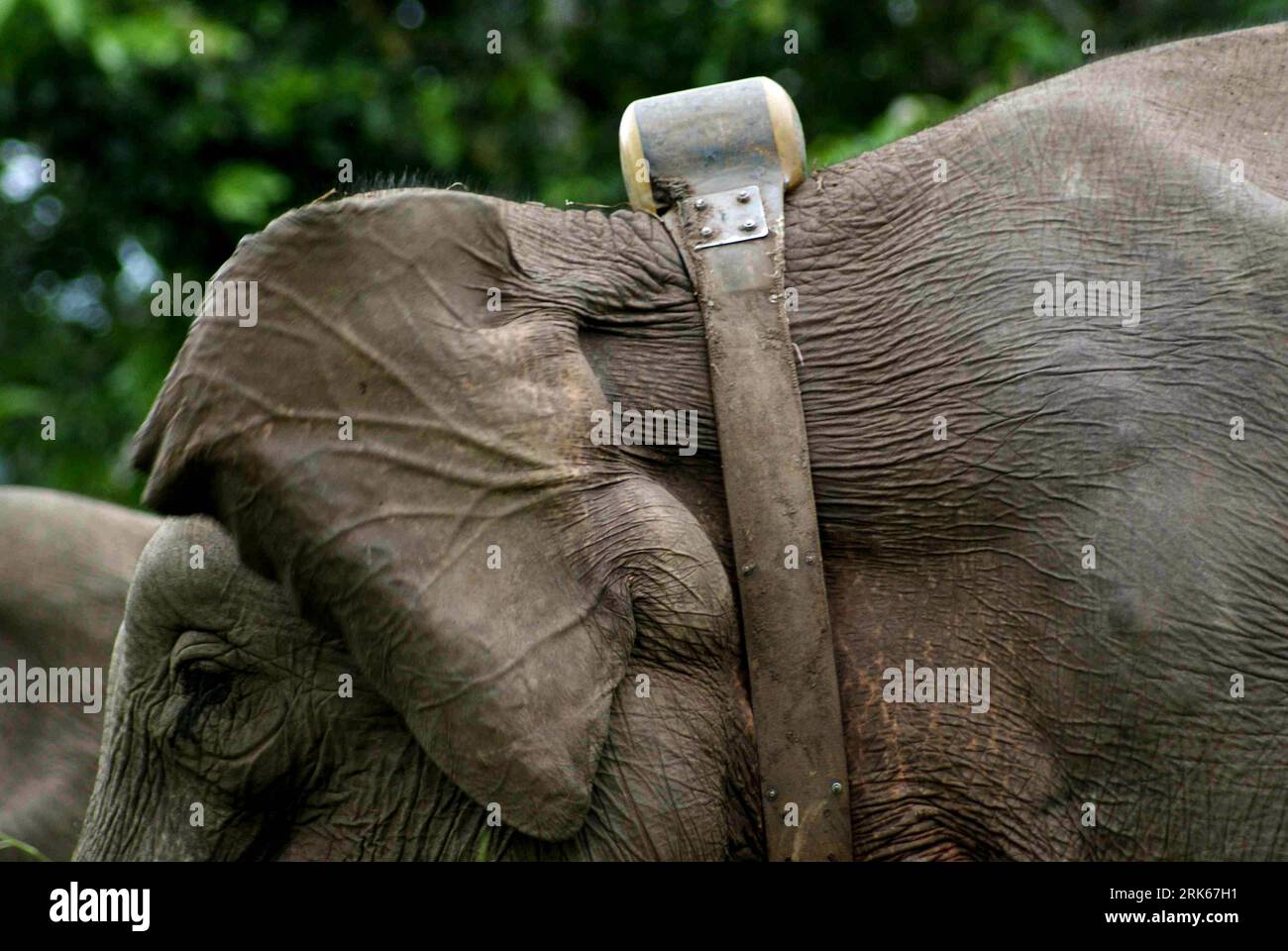 Tracking collars hi res stock photography and images Alamy
