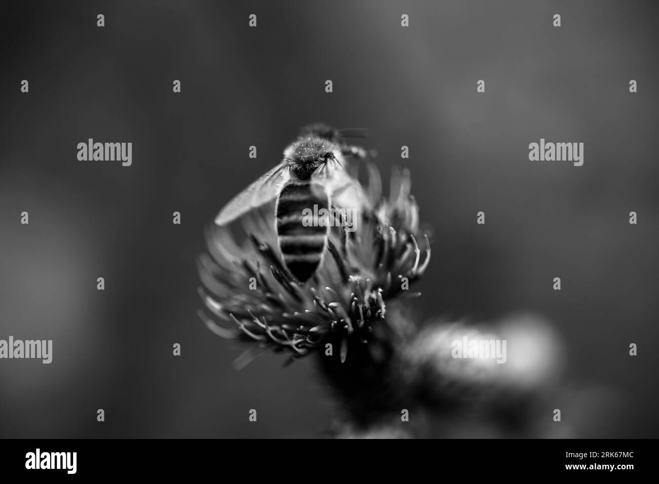 A close-up black and white image of a bee taking off from the stem of a flower Stock Photo