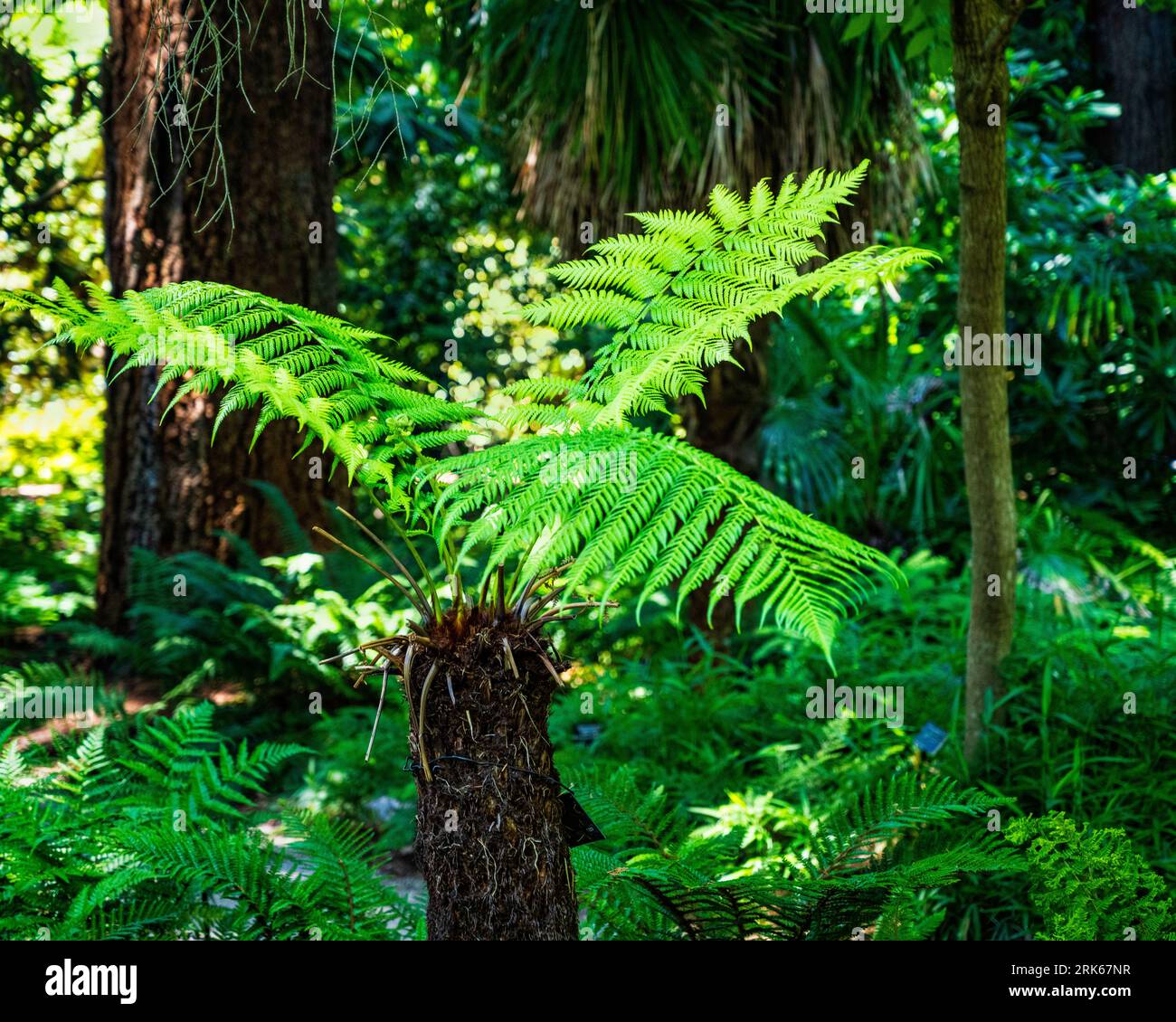 Tasmanian Tree Fern (Dicksonia antarctica) in the Fern Dell of VanDusen