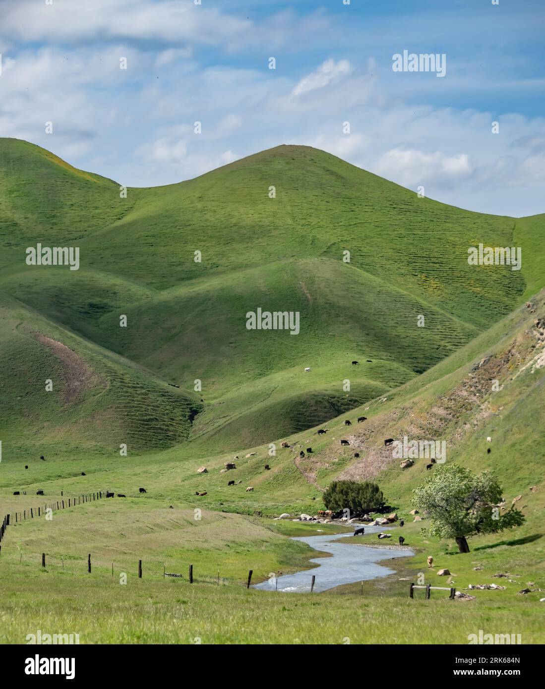 A group of cows peacefully grazing in a lush green pasture atop rolling ...