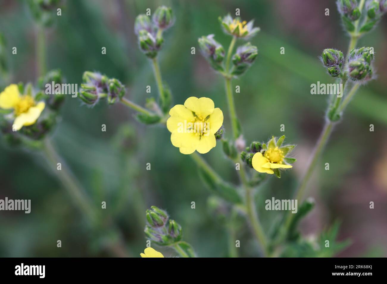 Silvery cinquefoil, Potentilla argentea. Yellow flowers. Perennial herbaceous plant species of the genus Potentilla of the Rosaceae family. Stock Photo