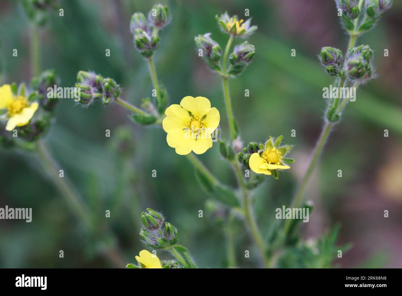 Silvery cinquefoil, Potentilla argentea. Yellow flowers. Perennial herbaceous plant species of the genus Potentilla of the Rosaceae family. Stock Photo