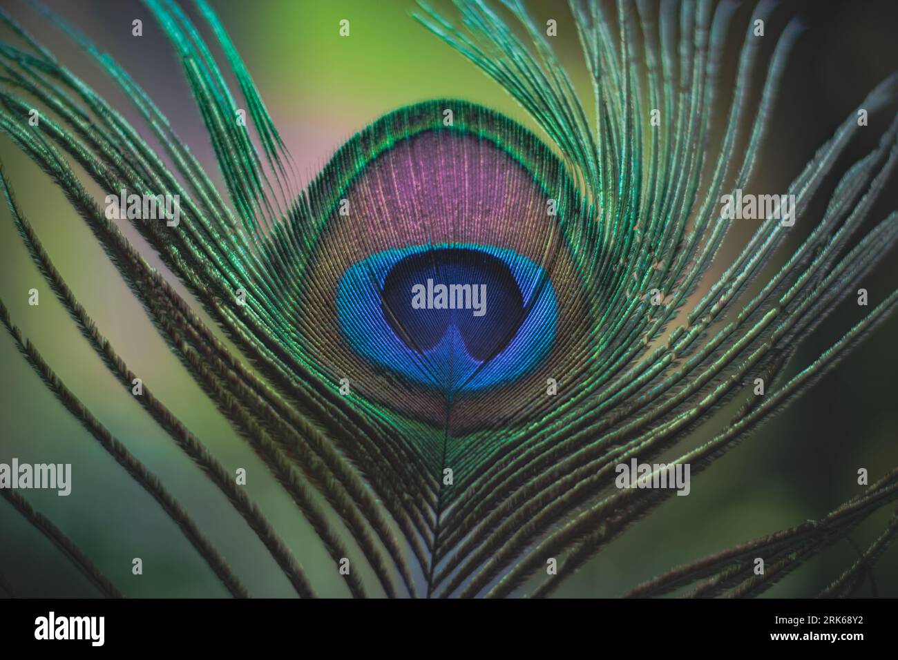 A beautiful peacock feather featuring vibrant blue and green hues at ...