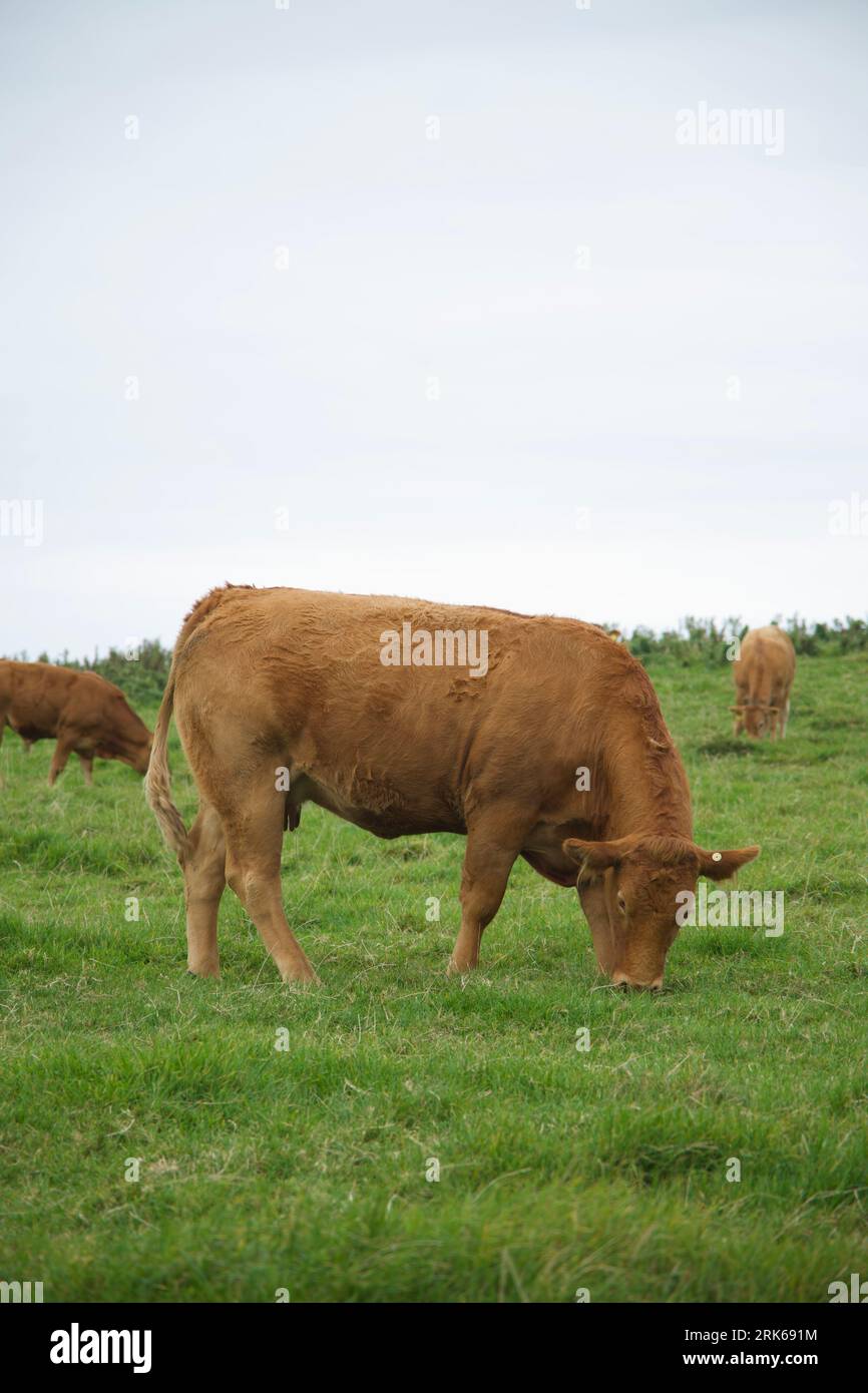 A brown cow grazing peacefully in a lush green field Stock Photo - Alamy