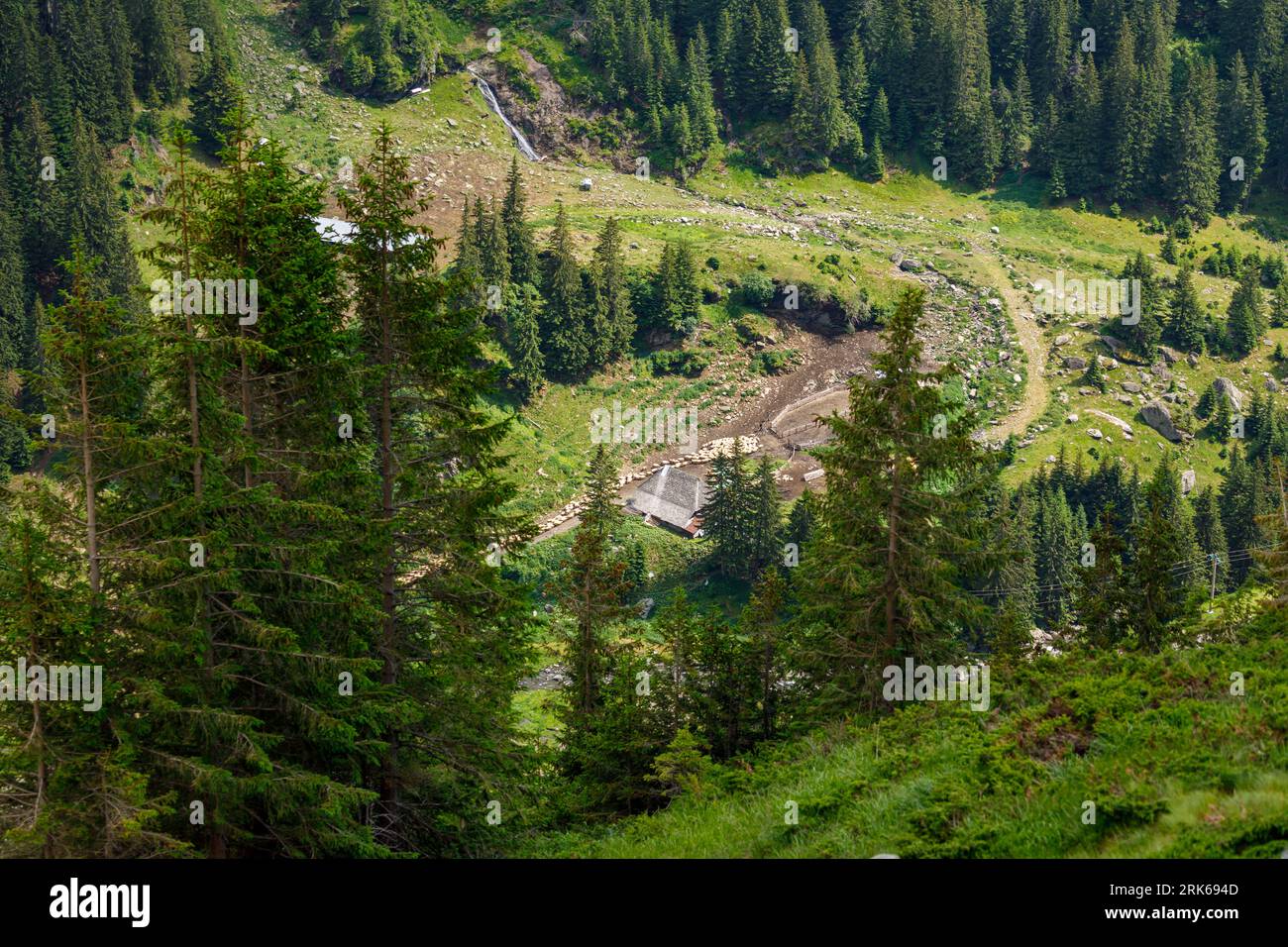 A Herd of Sheep in the Carpathian Mountains in Romania Stock Photo - Alamy