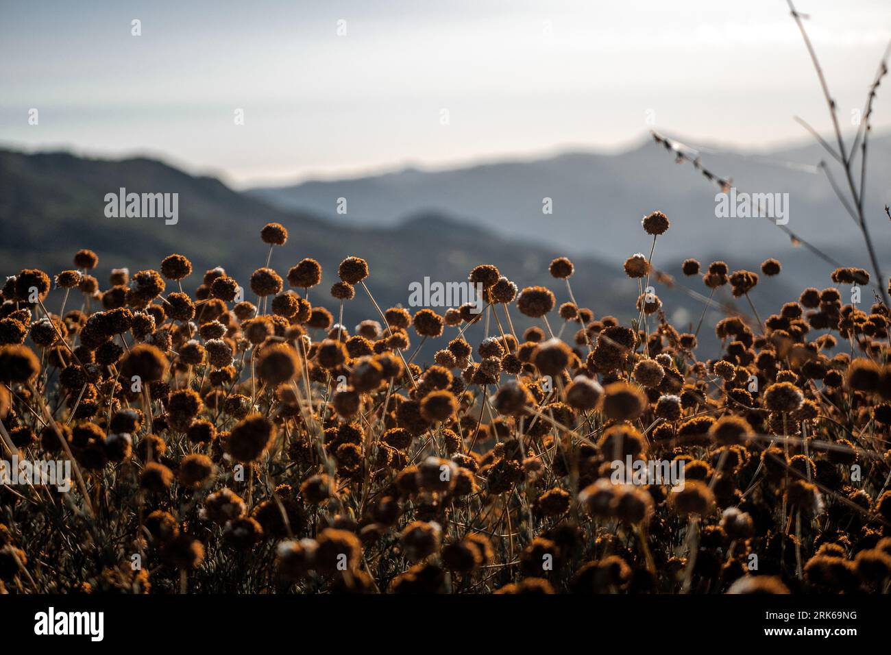 A meadow full of California buckwheat, Eriogonum fasciculatum. Stock Photo