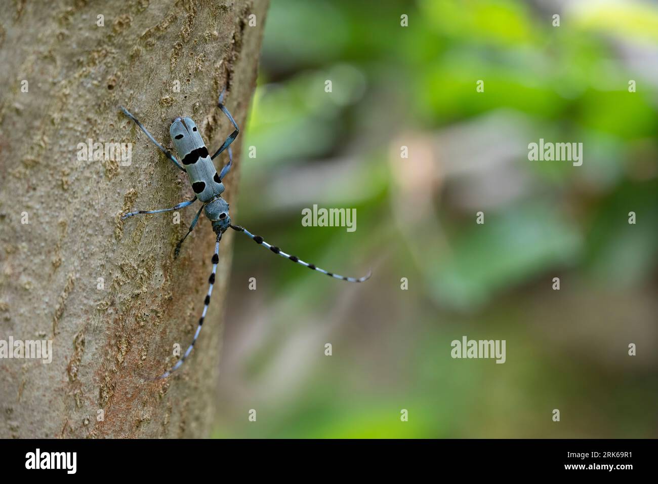 A close-up image of an arthropod perched on the bark of a tree trunk Stock Photo