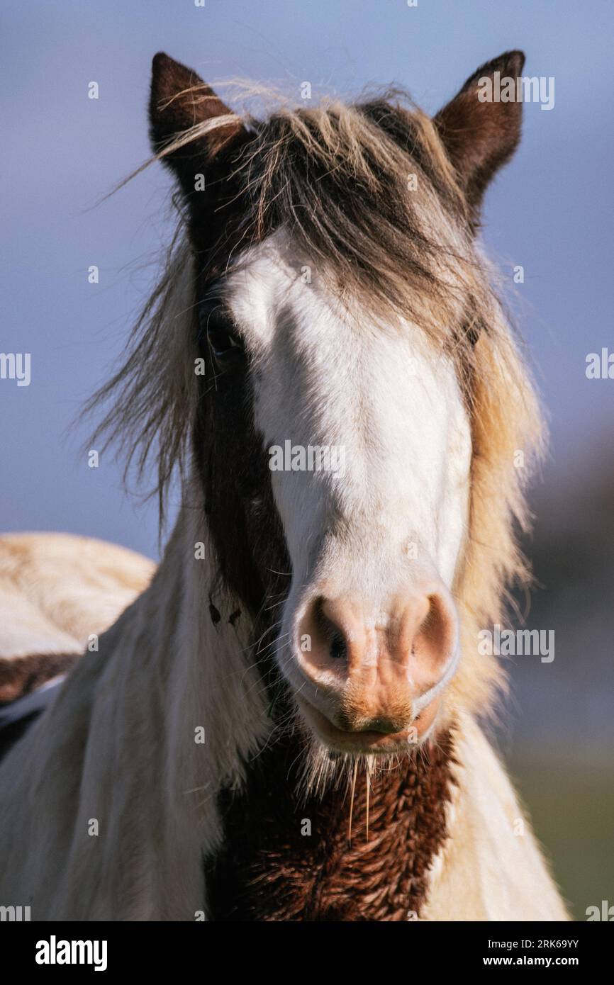A beautiful white horse with a striking brown mane and tail stands ...