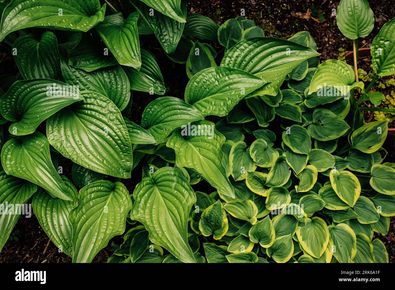 Green and cream hosta hi-res stock photography and images - Alamy