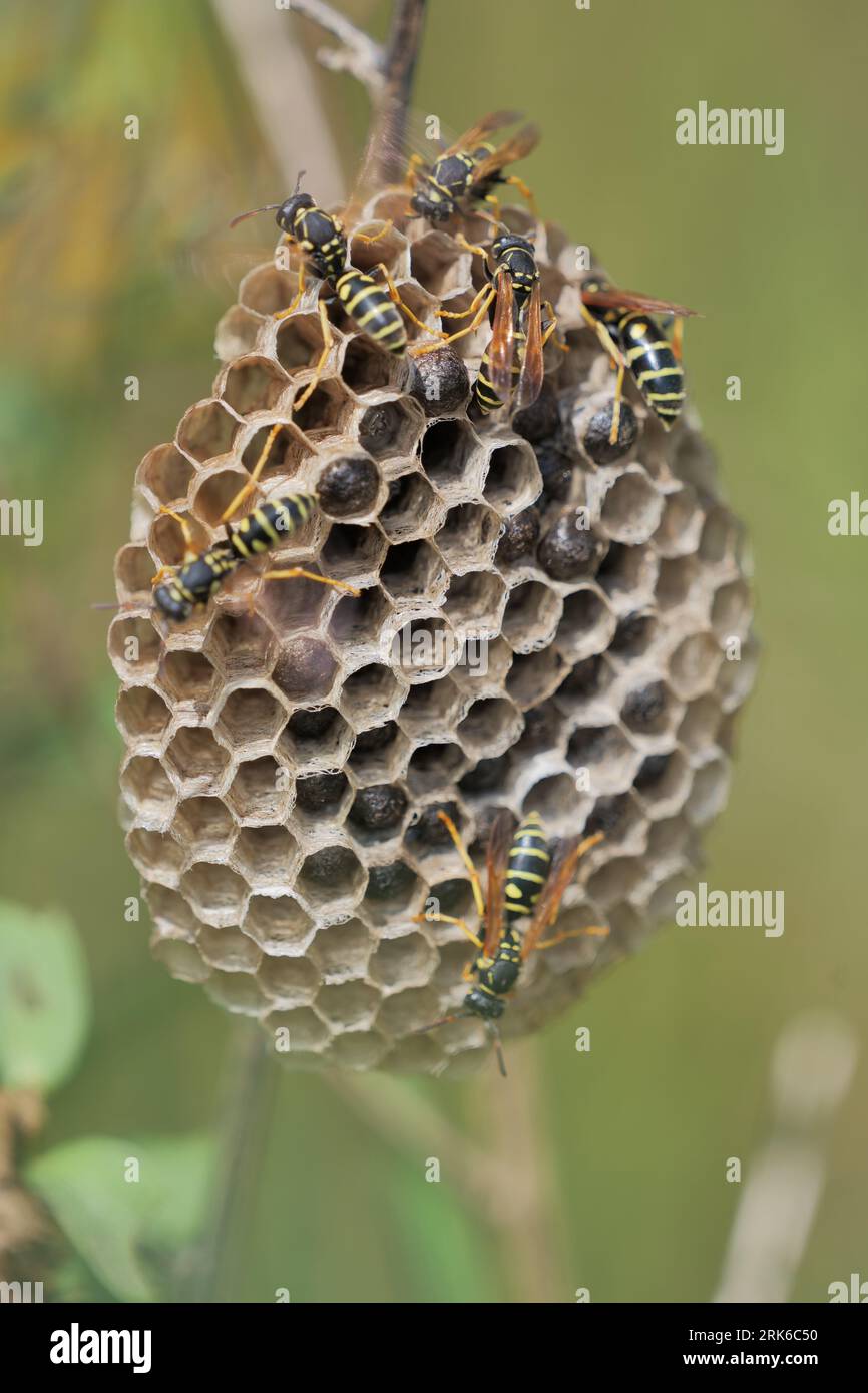 A vibrant image of a colony of honey bees buzzing around their nest ...
