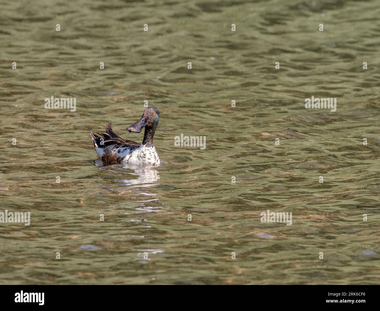 A shoveler duck floating in the tranquil water. Stock Photo
